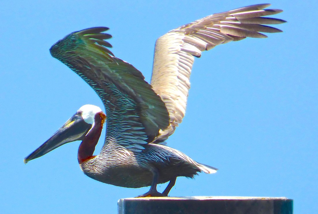 Pelican Sandy Point Abaco