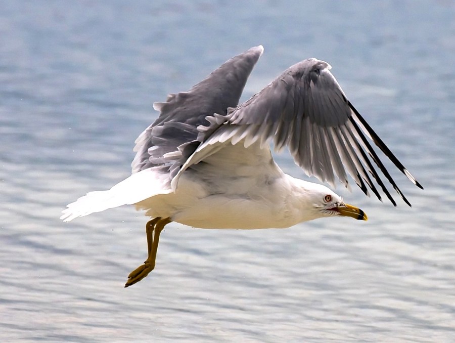 Ring-billed Gull (Nina Henry : DCB)