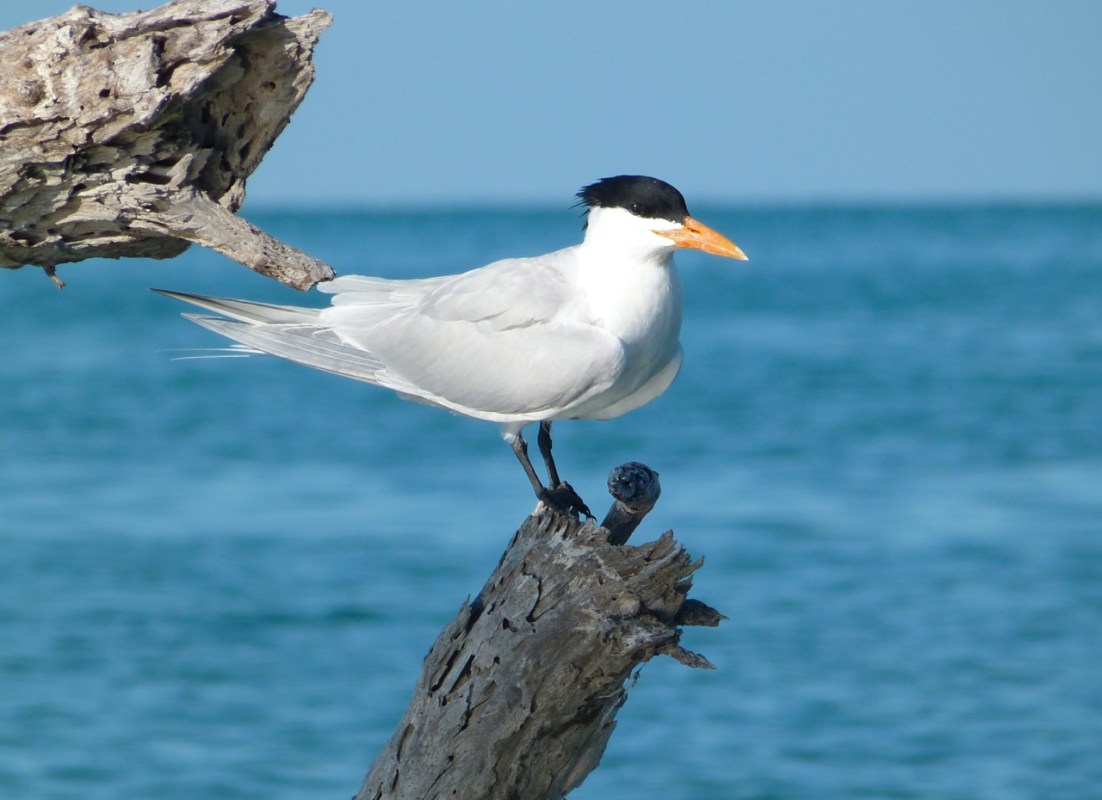 Royal Terns RH / KS