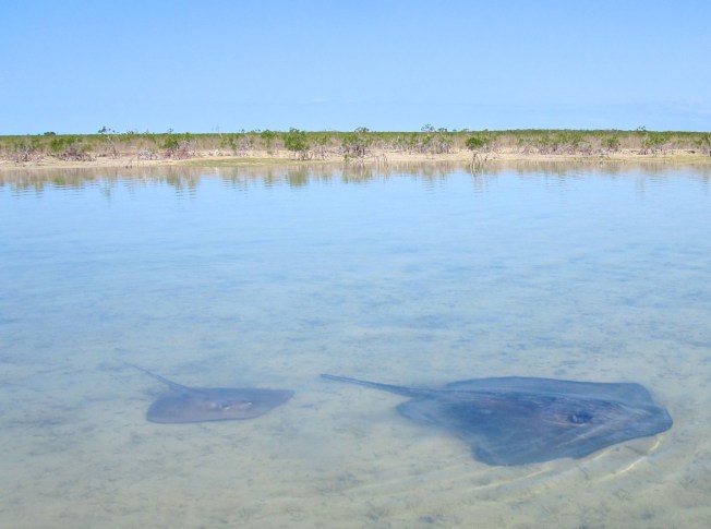 Stingrays Abaco Marls 2