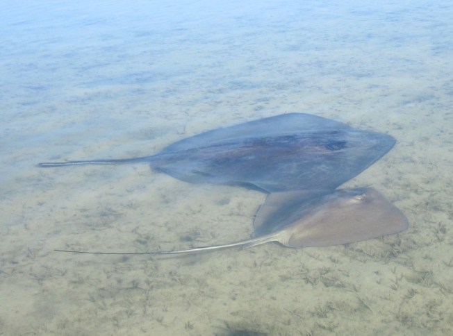 Stingrays Abaco Marls 5