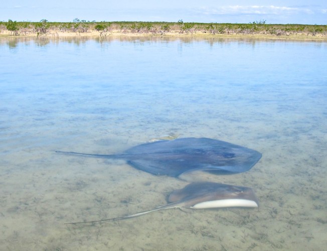 Stingrays Abaco Marls 6