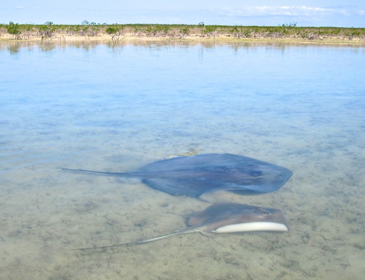Stingrays Abaco Marls 6