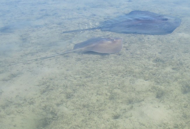 Stingrays Abaco Marls 7