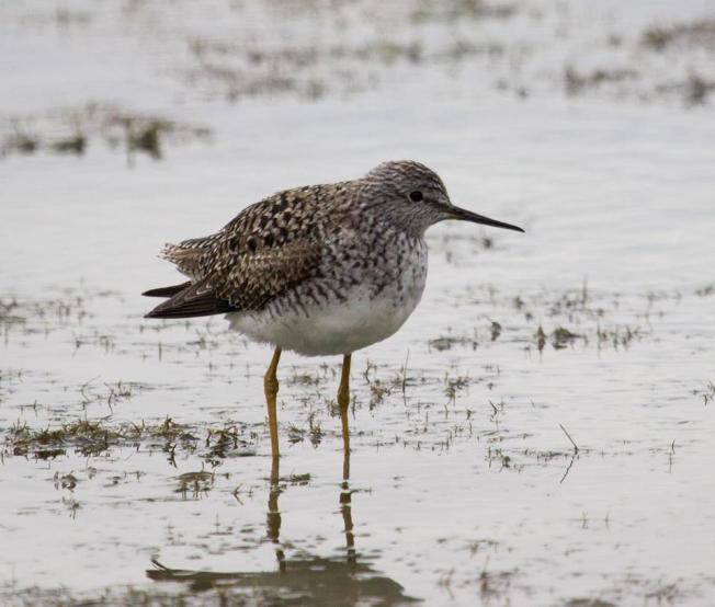 Sanderling ©Roselyn Pierce