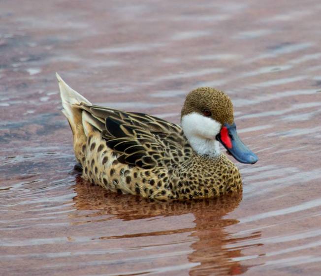 10268619_10202662688185982_7523609893904782184_n