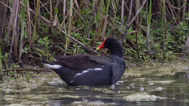 Common Gallinule (Moorhen) ©Roselyn Pierce