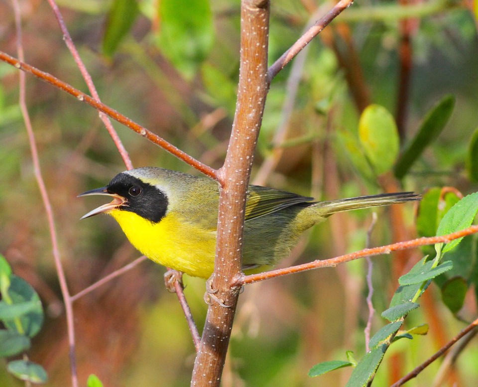 Bahamas-Great Abaco_5267_Bahama Yellowthroat_Gerlinde Taurer copy