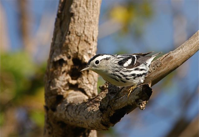 Black-and-White Warbler, Abaco Bahamas (Bruce Hallett)