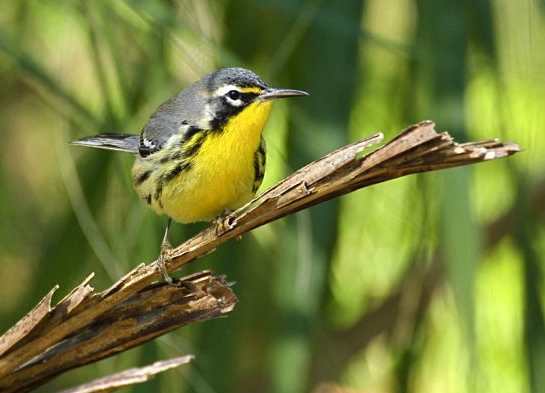 Bahama Warbler BH IMG_8398 copy - Version 2