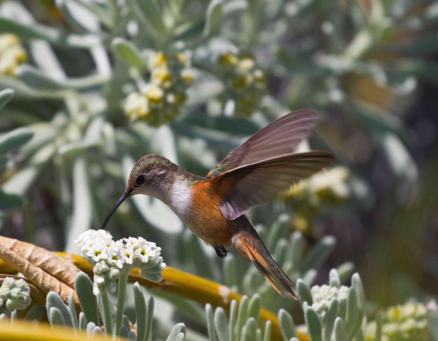 Bahama Woodstar (female), Bahama Palm Shores, Abaco (Tara Lavallee)