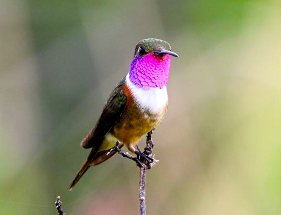 Bahama Woodstar (m) BH IMG_0917 copy