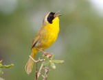 Bahama Yellowthroat (m) Bruce Hallett 