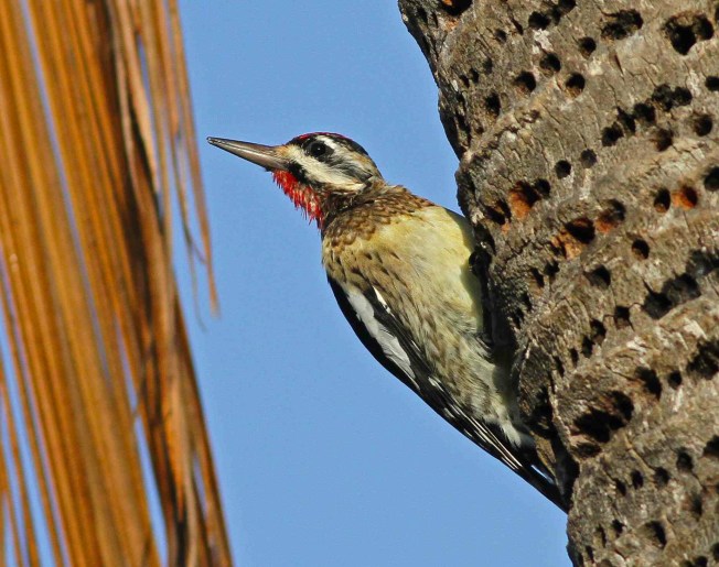 Bahamas-Great Abaco_Yellow-bellied Sapsucker_Gerlinde Taurer 2 copy 