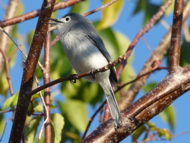 Blue-gray Gnatcatcher, Abaco 1
