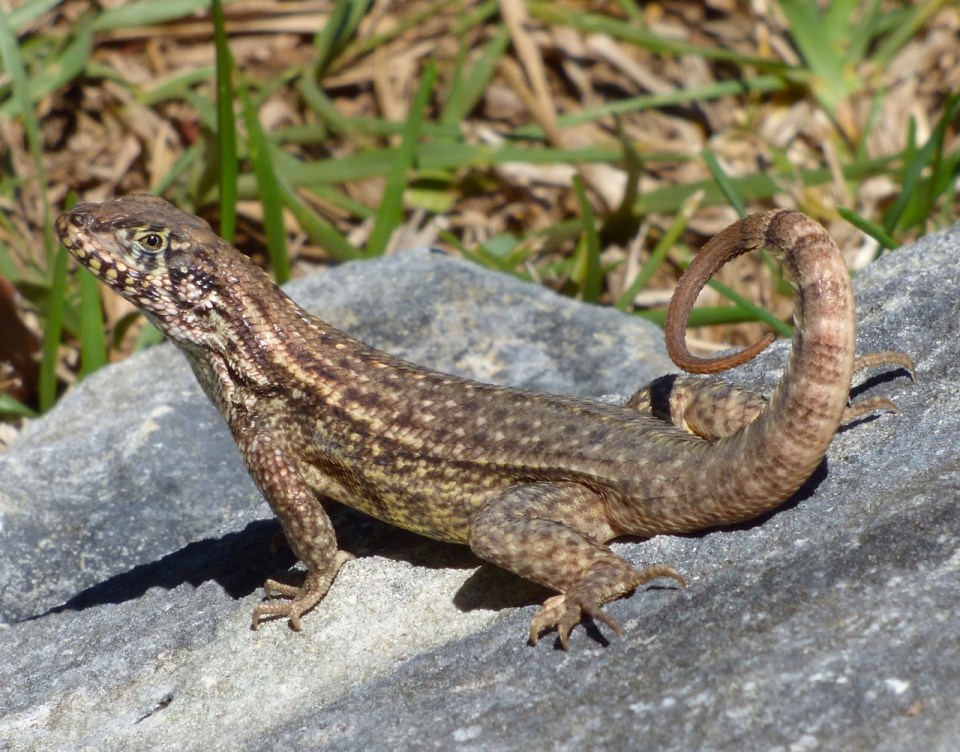 Curly-tail Lizard, Delphi, Abaco, Bahamas (Keith Salvesen)