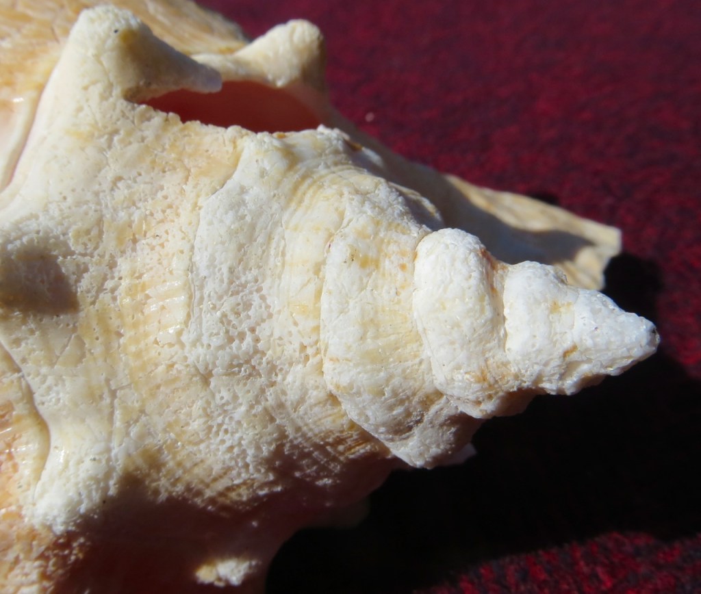 Conch Shells Bahamas | ROLLING HARBOUR ABACO