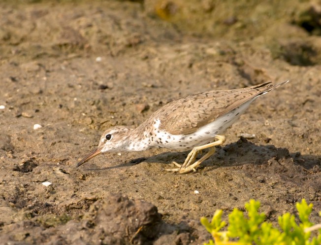 Spotted Sandpiper.Abaco Bahamas.Tom Sheley FV