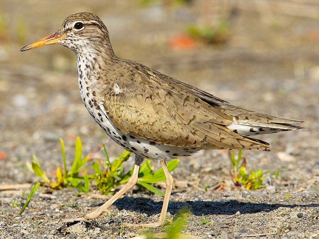 Spotted Sandpiper Actitis macularia Wiki