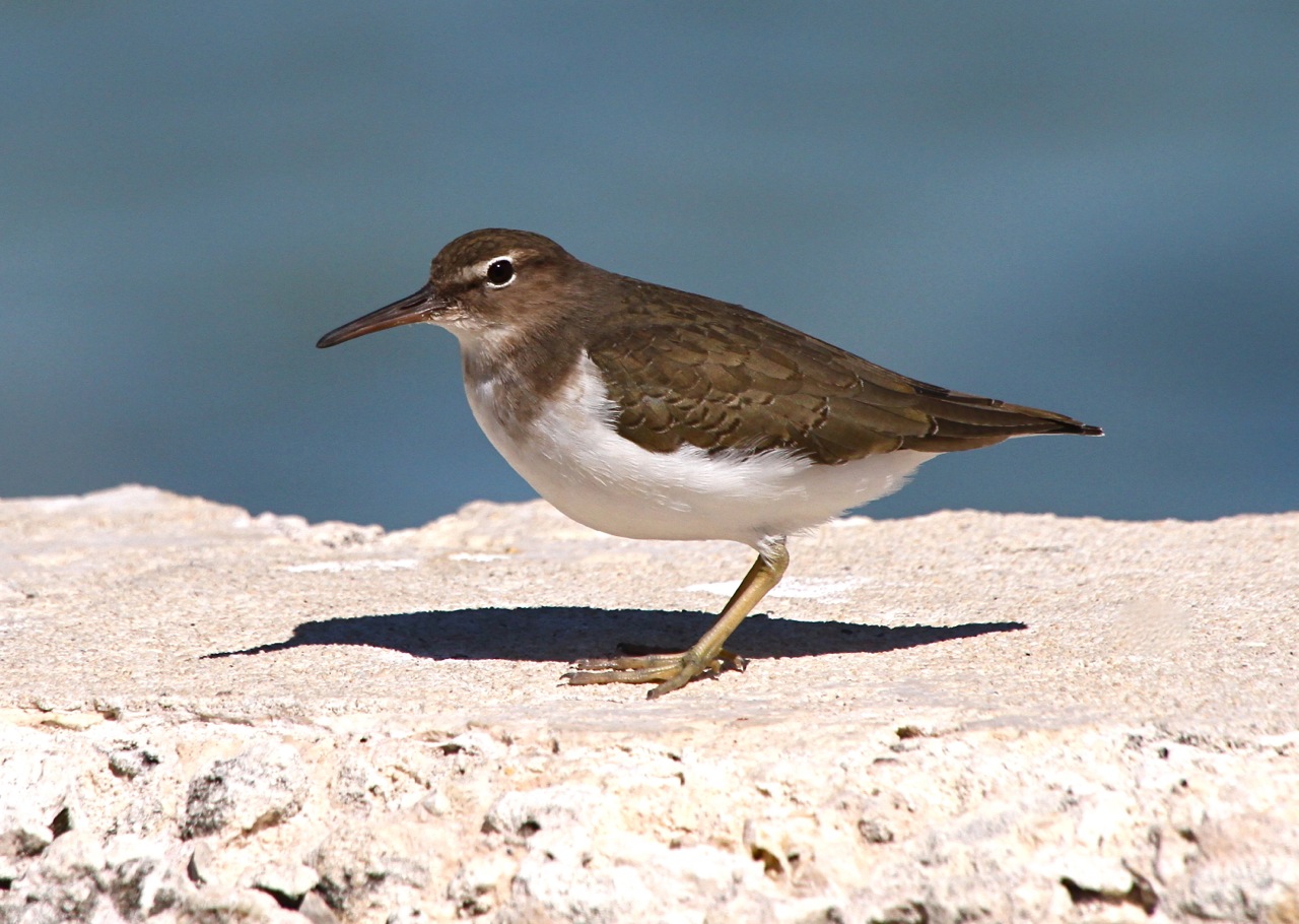 Spotted Sandpiper BH (non-breeding 2) FV