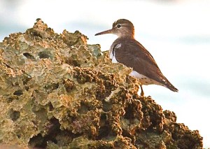 Spotted Sandpiper TR FV2