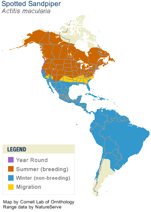 SpottedSandpipermap