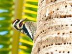 Yellow-bellied Sapsucker. Abaco Bahamas 2.12.Tom Sheley