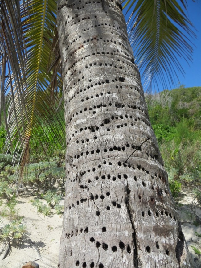 Yellow-bellied Sapsuckers & Coconut Palms 2 RH