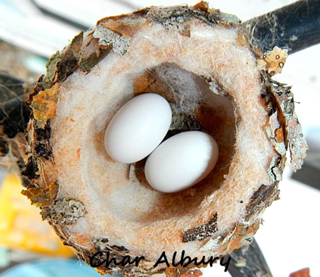 Bahama Woodstar, Man-o-War Cay Abaco (Charmaine Albury)