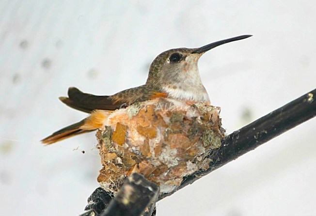 Bahama Woodstar, Man-o-War Cay Abaco (Charmaine Albury)