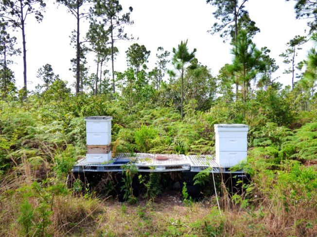 Abaco Neem Farm Hives 1
