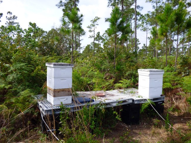 Abaco Neem Farm Hives 2