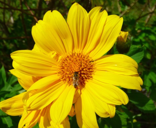 Abaco Neem Farm Hives 6