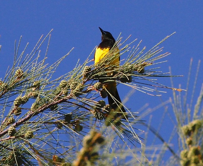 Bahama Oriole - Howard Brewer  (via PM) - Version 2