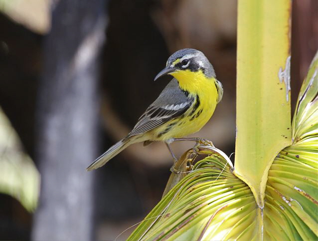 Bahama Warbler, Abaco (Woody Bracey)