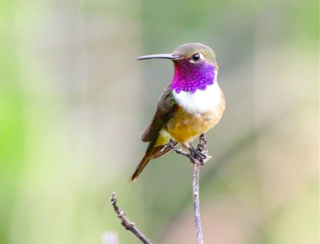 Bahama Woodstar (m), Abaco (Bruce Hallett)