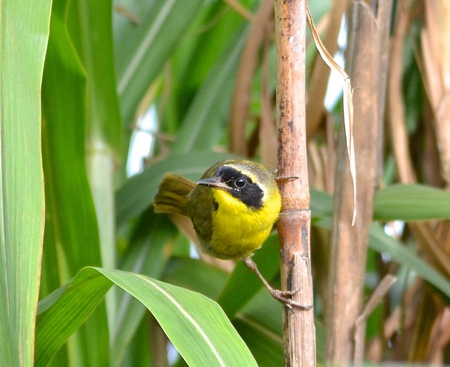 Bahama Yellowthroat, Abaco