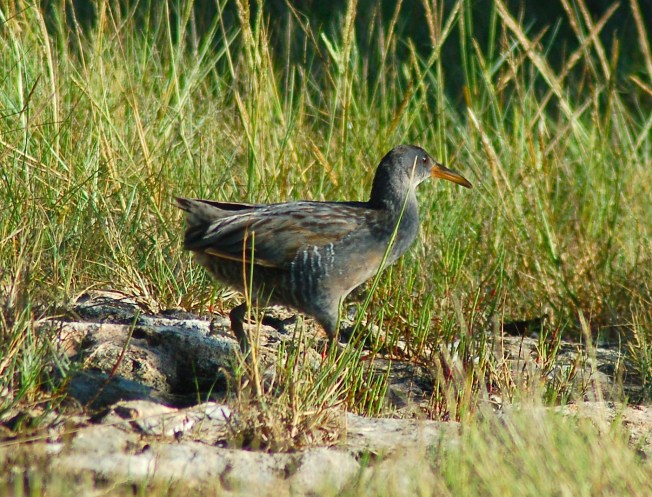 Clapper Rail, Abaco Bahamas - Becky Marvil