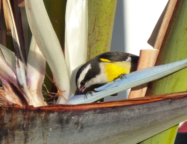 Bananaquit & palm, Delphi, Abaco, Bahamas 2