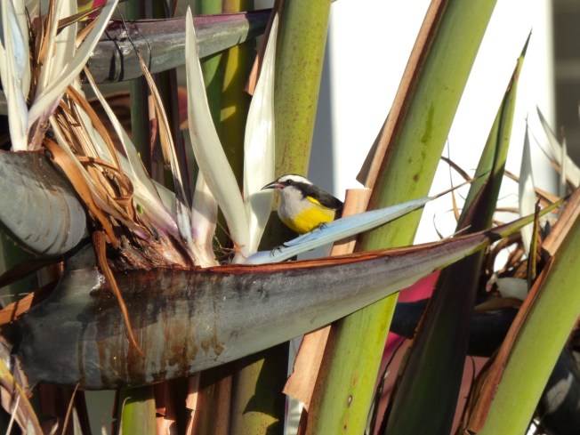 Bananaquit & palm, Delphi, Abaco, Bahamas 3