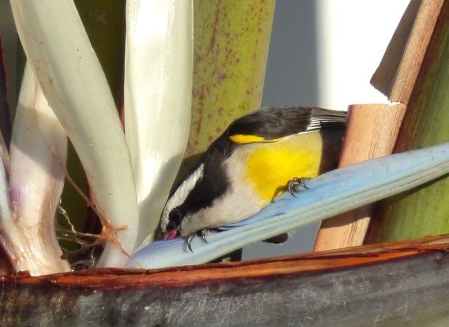 Bananaquit & palm, Delphi, Abaco, Bahamas 5