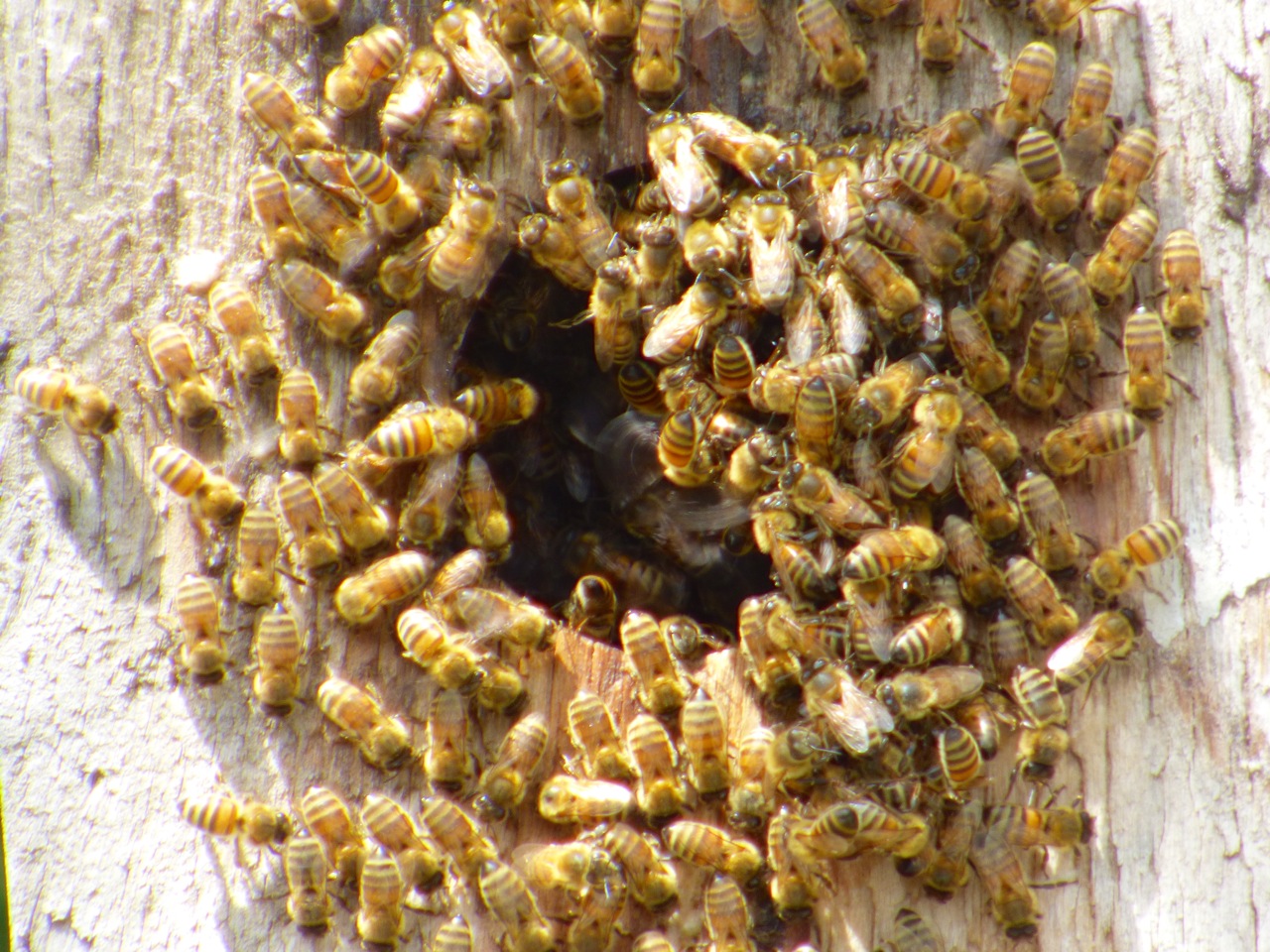 Bees at Delphi Abaco 2