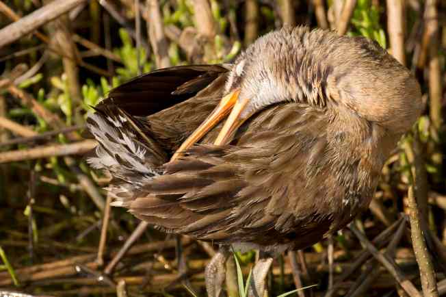 Clapper Rail preening 2.Abaco Bahamas.3.12.Tom Sheley copy