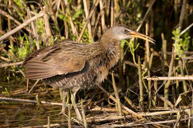 Clapper Rail rousing.Abaco Bahamas.Tom Sheley