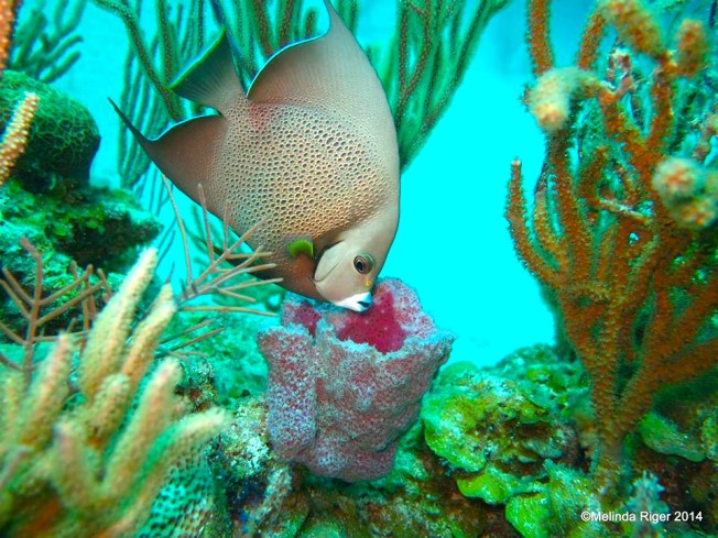 Gray Angelfisg juv b ©Melinda Riger @ G B Scuba