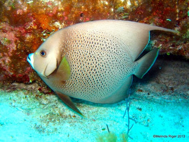 Gray Angelfish a © Melinda Riger @GB Scuba