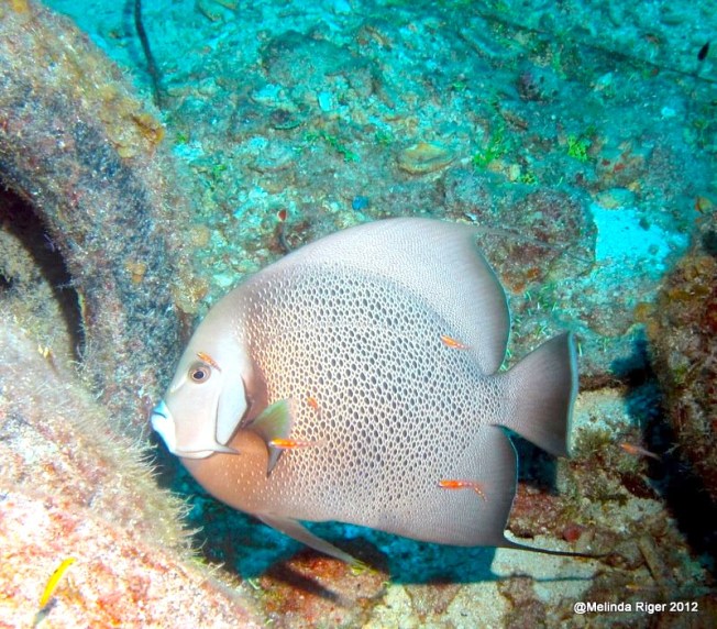 Gray Angelfish e ©Melinda Riger @ Grand Bahama Scuba