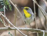 Olive-capped Warbler, Abaco - Bruce Hallett
