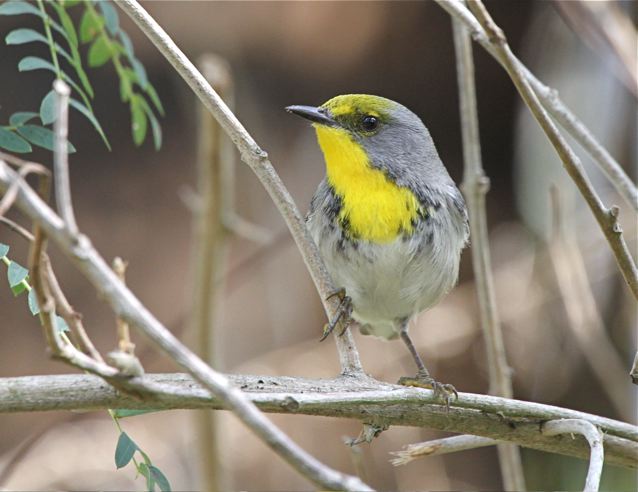 Olive-capped Warbler, Abaco (Bruce Hallett)