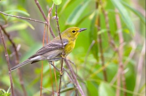 Pine Warbler, Abaco - Tom Reed